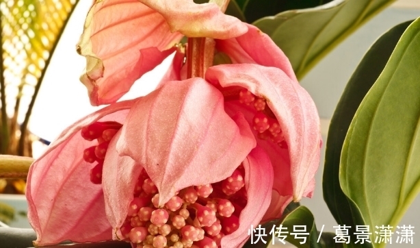 百合花|养这7种花,预算够就买好的,预算不够干脆别买