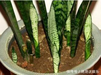 肥料|养金钱树、虎皮兰“抓重点”,每月喂点“出芽肥”,1次冒出5个芽