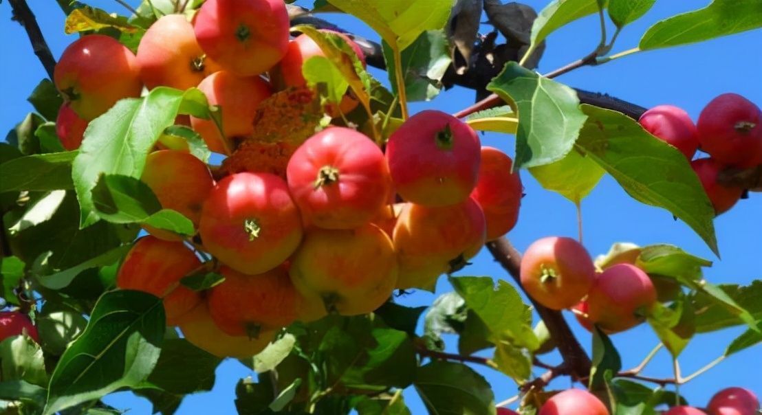 虎年|老人孩子抵抗力差春冬换季常感冒,多吃3种鸿运果,寓意健康好运