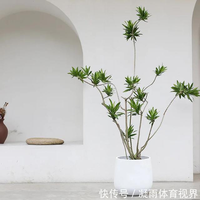 幸福树|2021年最流行的客厅花卉植物，看看哪种最适合你家