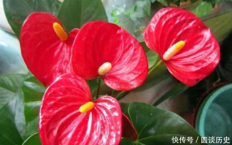 全年|4种“好养花”,随便一养就爆盆,养家里,全年开花不断