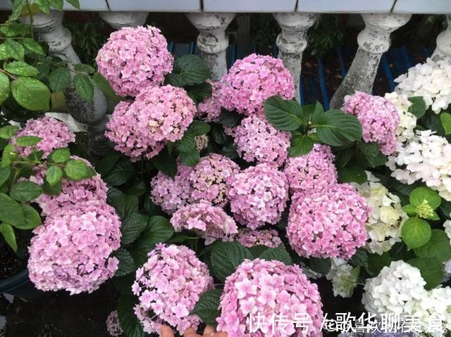 夏天养花,这个地方千万别摆,否则3天死翘翘