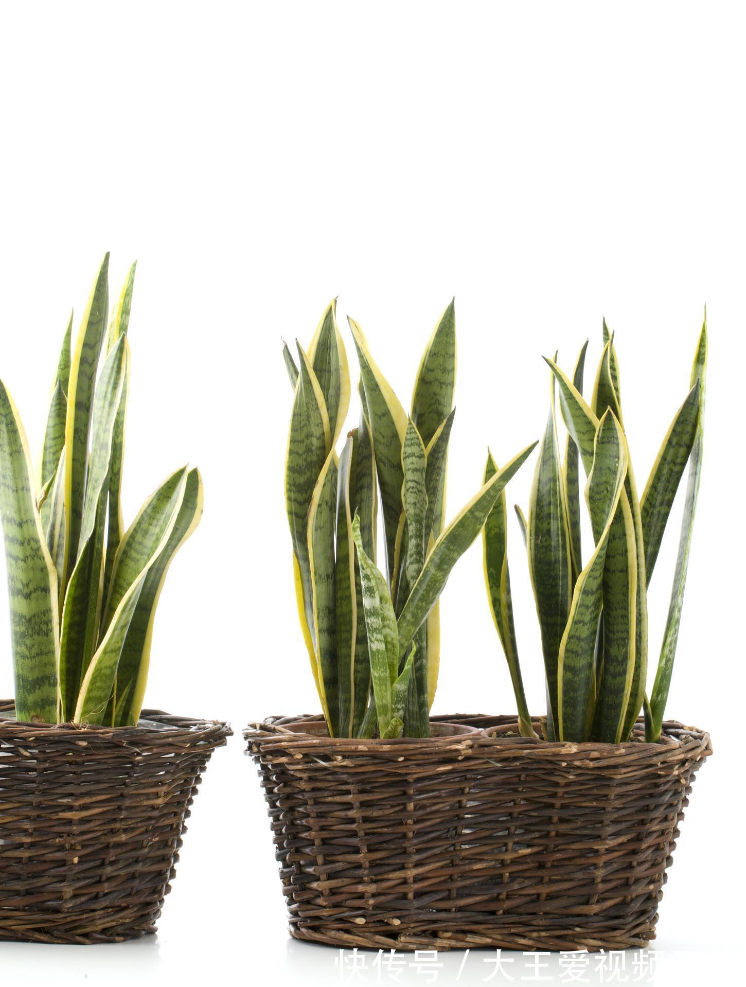 根系|四种花喜干不喜湿,什么时候也不能浇水太频繁,要学会懒养