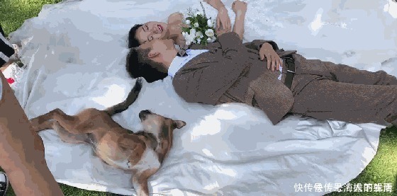 大黄狗|新人拍婚纱照,单身大黄狗乱入躺新娘婚纱上卖萌,新郎赶都赶不走