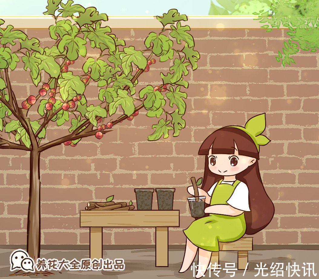 大粗杆插土里,7天生根,当年结果压弯枝,不用买水果了!