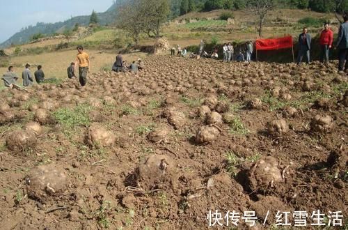 毒性|种植3千年,根茎毒性很大,却常用于做仿生肉,味道超赞