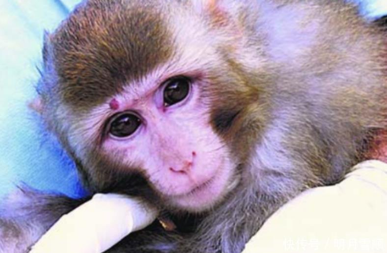 还记得50年前，被人类送上太空的猴子吗现怎么样了