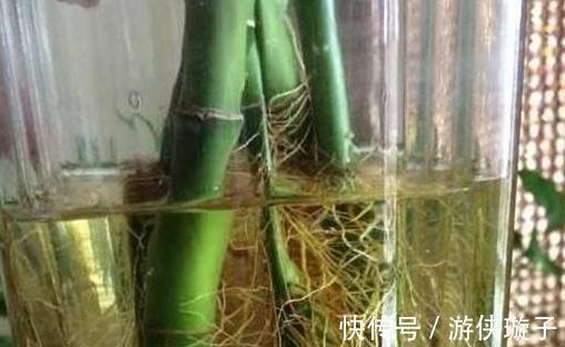 养护|水培植物长势差，易烂根，注意4个细节，不烂根养护省心