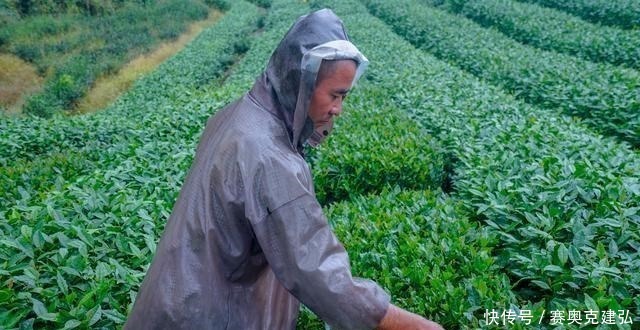 茶树|浙江几处著名的产茶胜地，有的人尽皆知，有的堪称中国最大茶园