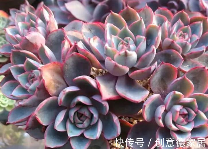 肉墩|秋天养盆多肉赫拉,出状态美极了,养成群生肉墩子,适合新手