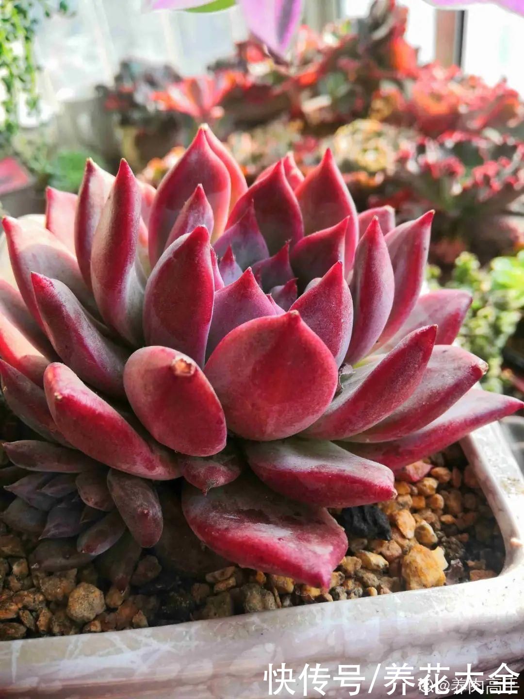 春天的多肉,长成一把大大扇子,看着就是爽