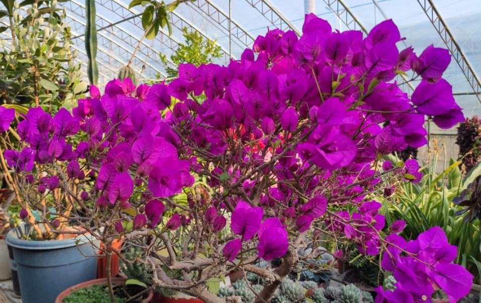 三角梅|30岁大叔劝侄女多养些三角梅,再懒都能养好,一年四季都能赏花