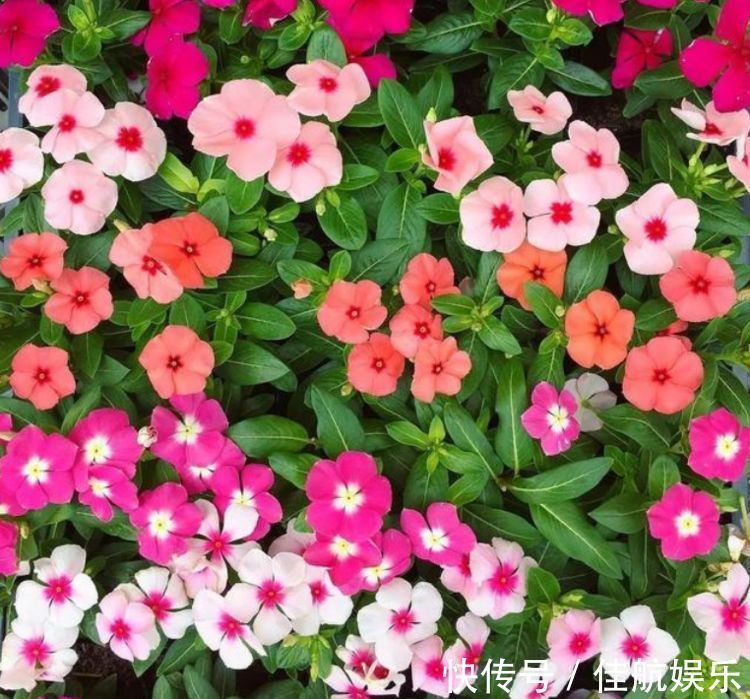 喜欢在家中养护花卉,就选择长势茂盛,花色艳丽,开花繁多的花卉