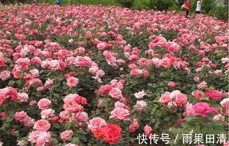 病虫害|月季花怎么养不生病虫害?一养二防,长的旺开的美!