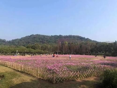 波斯菊、木棉花、黄花风铃木……黄埔这些地方，花开似海！