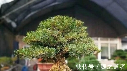 黄杨盆景怎么养,才能让根系和树干快速长粗,并控制住树高呢?