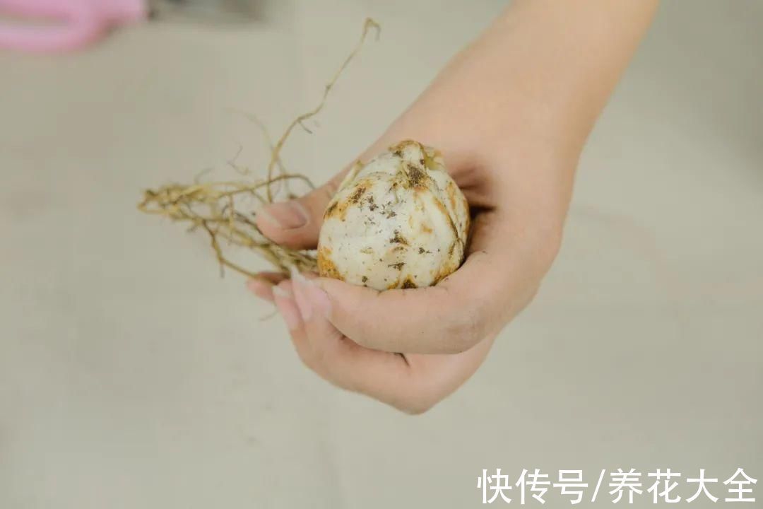 枝叶|7种花冬天会假死,叶子掉光不要扔,明年还能大爆花
