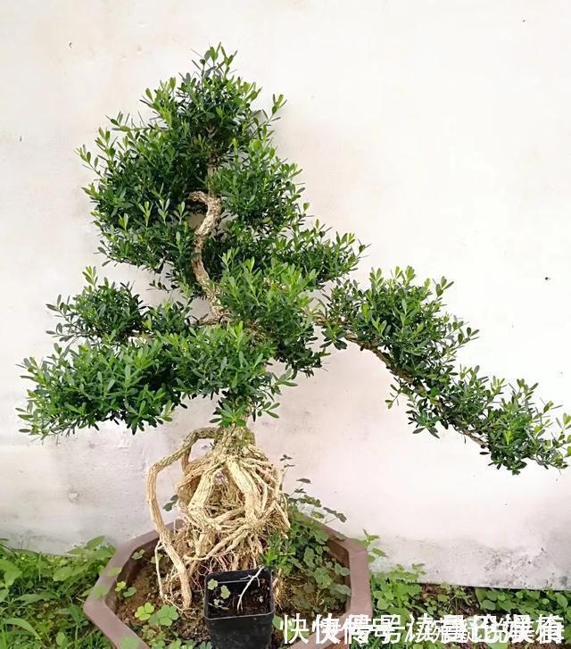 金雀|不管家中再小,一定要摆放上一盆“木中君子”