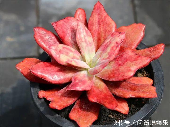 鸾凤玉|今年最火的奇葩多肉,价格这么贵,还有人抢着买!