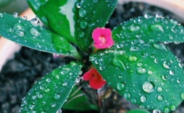 再美观也不能在家里养的3种花,不知你家有没有,尤其是第二种