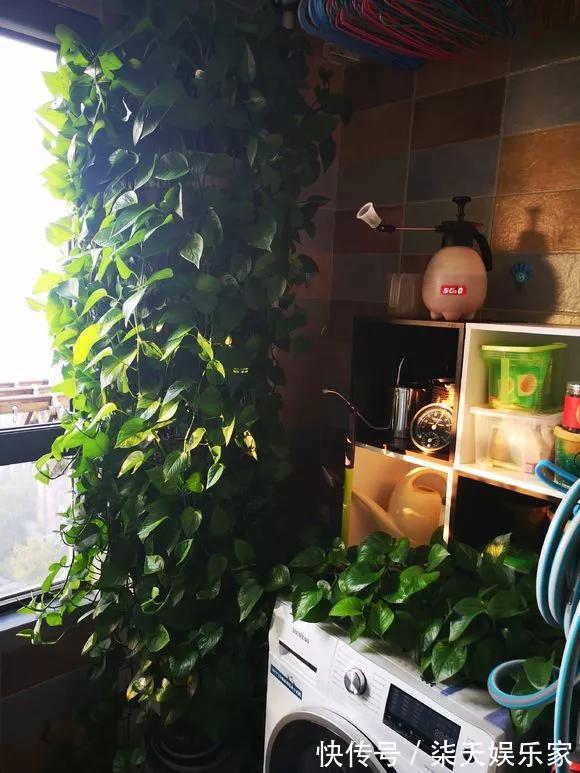 4种花爱“吃土”,1年不换盆,盆里全是根不见土,换盆才能长好