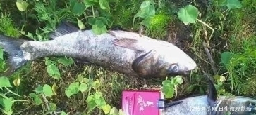 鲢鳙|钓鲢鳙黄金季，请收下这4个锦囊！