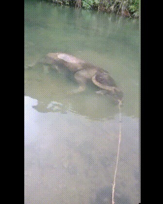 |搞笑GIF趣图:有了喵星人,孩子睡觉再也不会掉下来了!