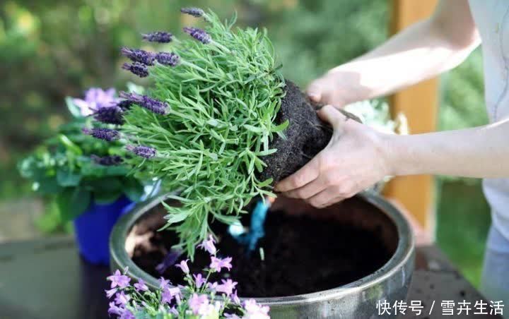 自带“体香”的盆栽，家里养一盆，四处清香，好吃又好养