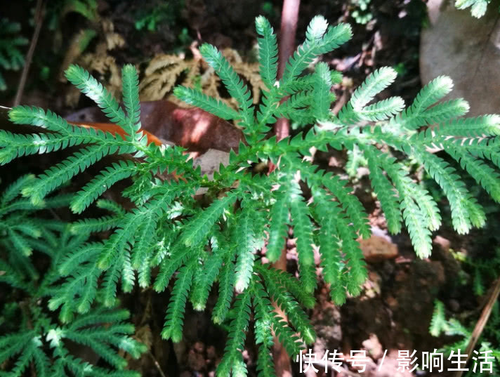 药用|人称“九死还魂草”,民间当草药用,有极高价值还可供观赏