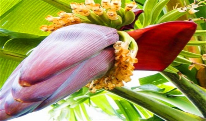芭蕉花|想养生得会吃,常吃三种食物、改善睡眠,刮油排毒,好吃又营养