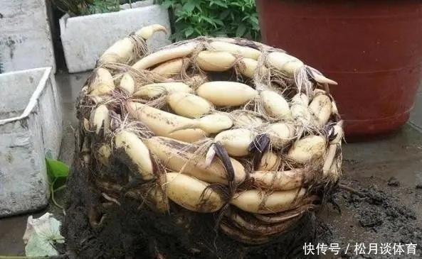 老太太买花“被骗”,碗莲变“菜莲”,因祸得福,3年挖出一缸藕