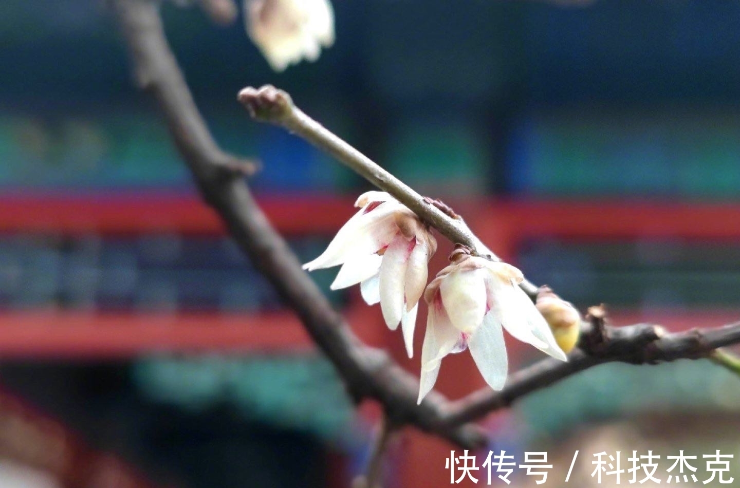 京城梅花先趁小寒开