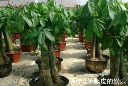 发财树烂根不要扔,教你2招小技巧,轻松就能起死回生