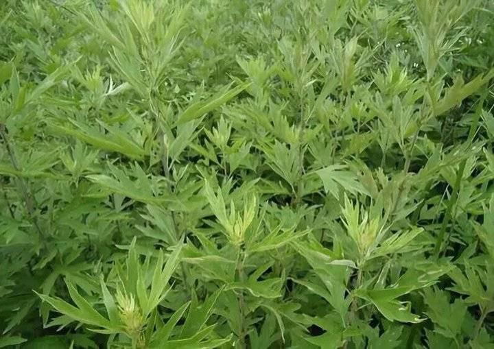 这个黑膏药专治腰间盘突出,爸爸用它,20多年的腰腿疼竟然好了