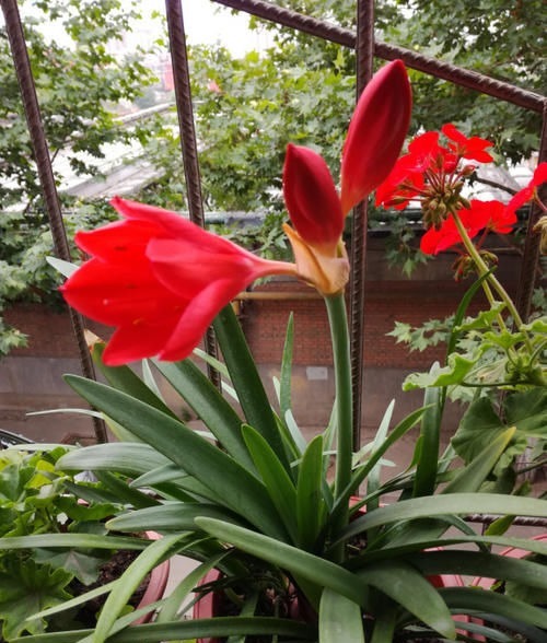 紫根兰|此“花”寒冬季节可赏,花期长达60天,从冬到春,开花不停