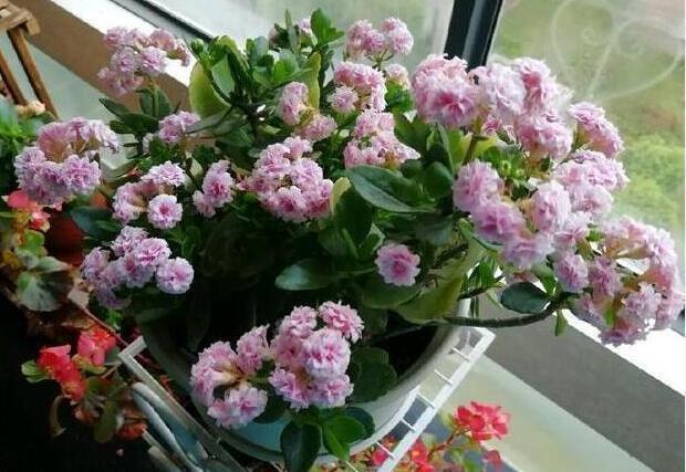 在养长寿花和蟹爪兰的时候，用这“三招”，可以一年四季欣赏花卉