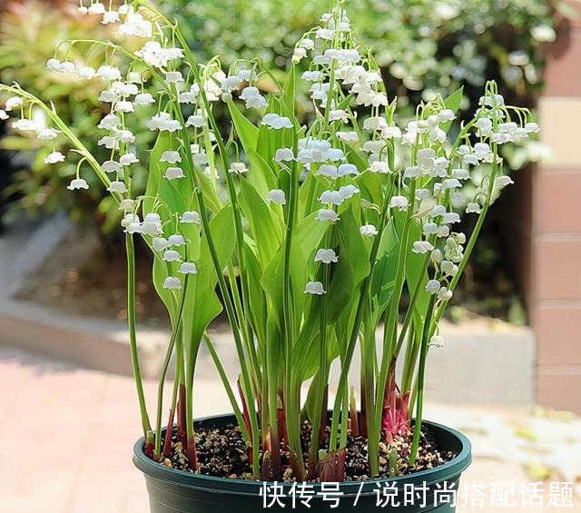 明星|一把“烂草根”能种出价值上万元的“手捧花”,明星和王室的最爱!