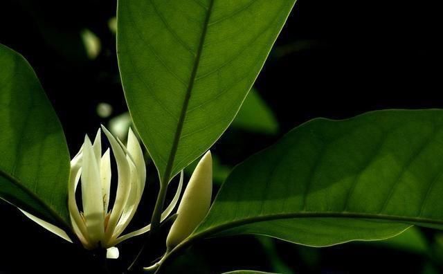 这花比茉莉还好闻,家里养一盆,花一开就是大半年