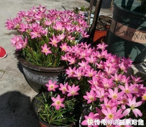 风雨兰|3种花不种就亏了，种1次年年都开花，耐寒又好养，开花非常美！