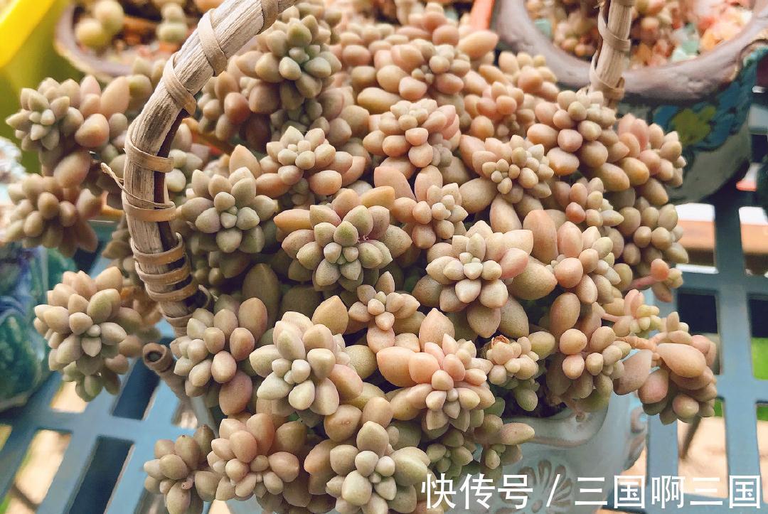 姬秋丽怎么养？不要宠、多露养，轻松养出繁茂完美的状态