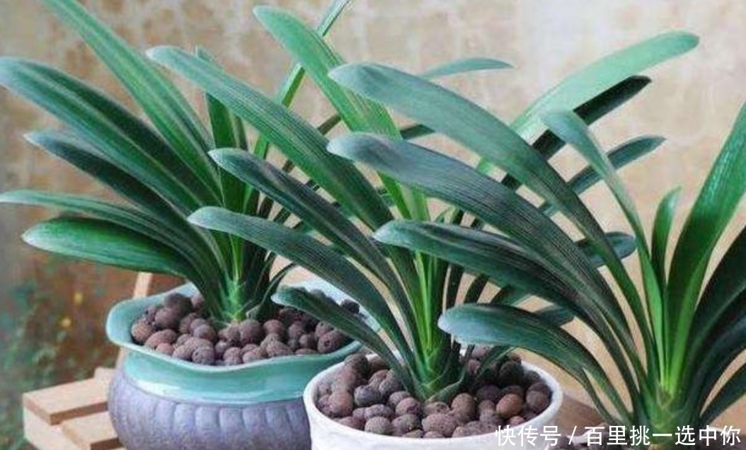 养君子兰,夏天不能做3件事,不然易烂根黄叶