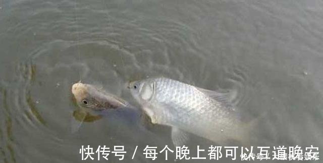 饵料|这东西常人难以接受,却是很不错的钓鱼饵料,钓鲫鱼鲤鱼效果绝佳