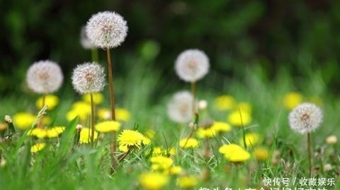 毒素|蒲公英加1物泡水喝给血管“洗个澡”,毒素垃圾“绕道行”!贼棒
