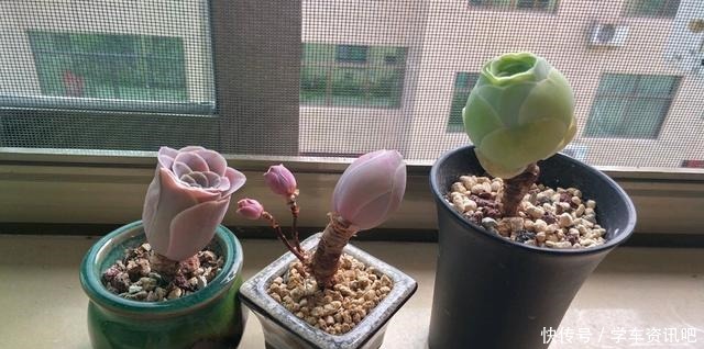 1种多肉“玫瑰”,做成“手捧花”高颜值,养成老桩更加漂亮!