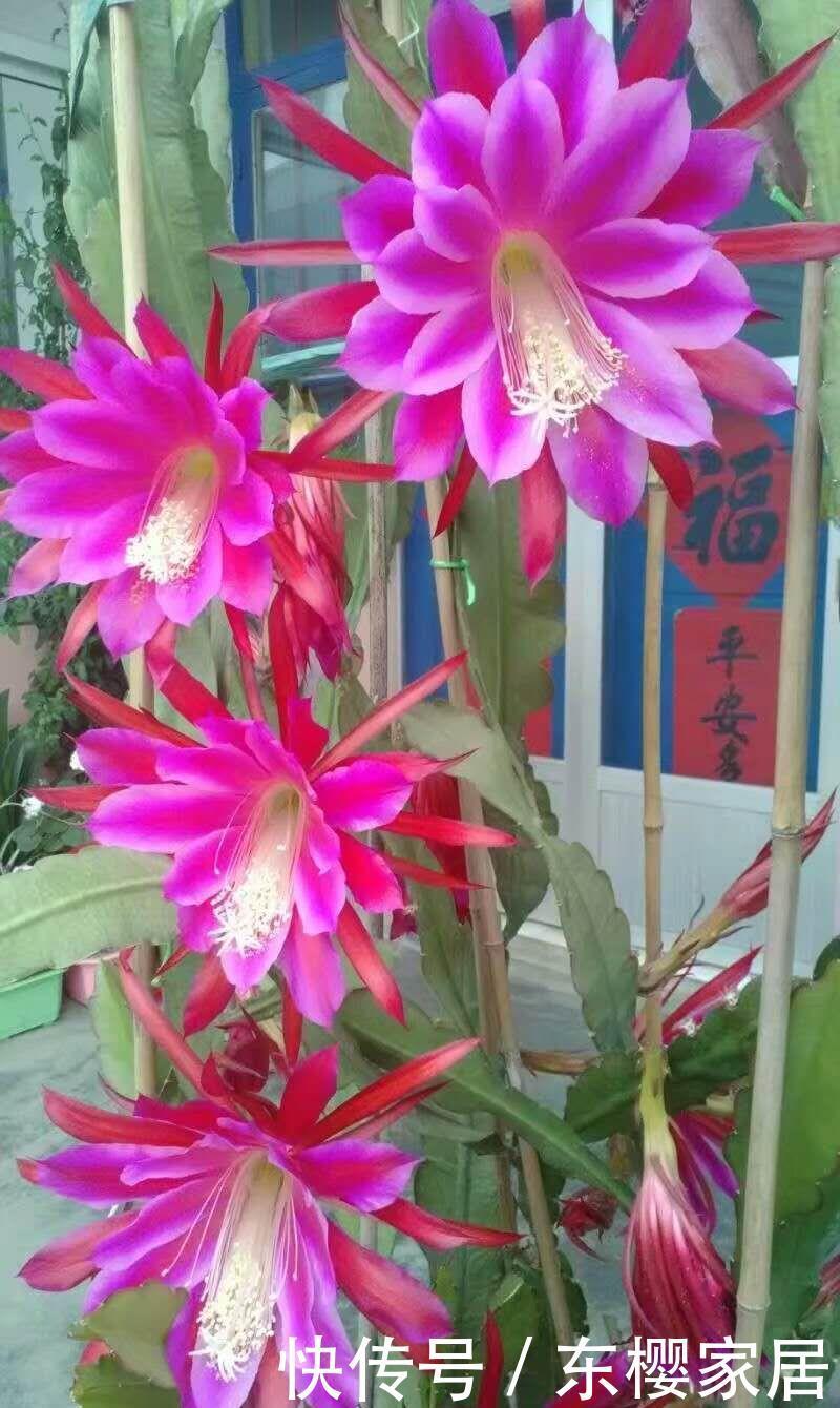 荷花|特殊“仙人掌”,冬天“憋花芽”,顶着白毛毛,开满“大荷花”