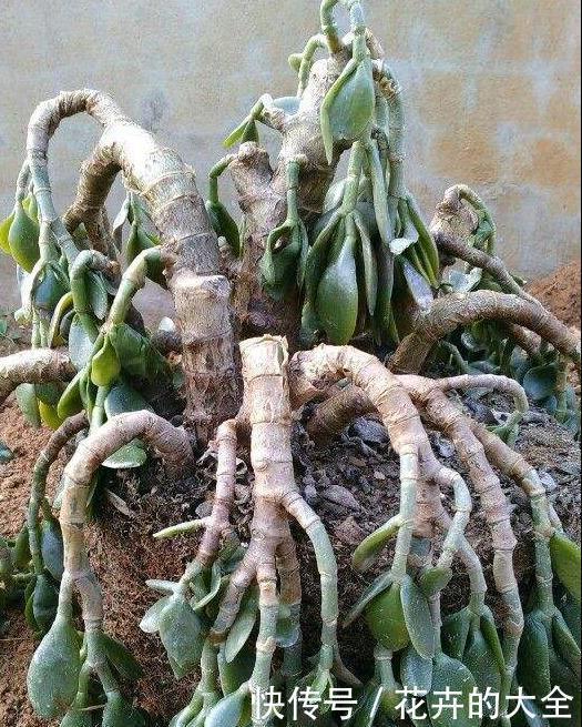 这些“娇气花”,冻坏也别扔,剪一刀,救一命