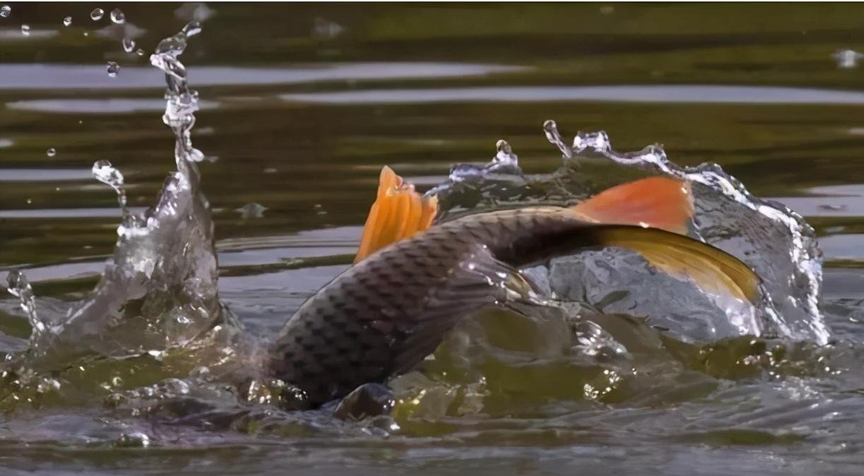 野河钓鱼不知道怎么调漂，这种方法一学就会，适合钓多种鱼