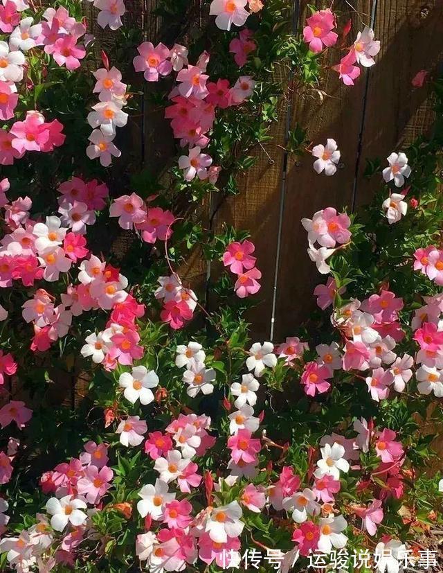 6种花超级喜欢太阳,晒得越多“花”越多,养一盆不亏