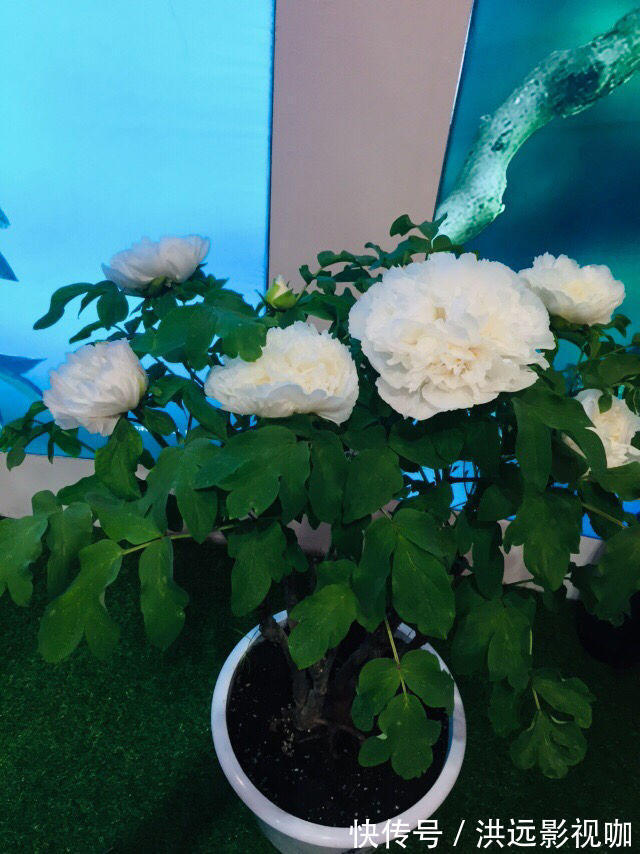 施肥|牡丹在秋天什么时候种移栽对了容易开花,开花爆盆不困难!