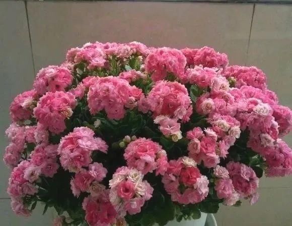 一棵长寿的花,124个花箭,开花,锅盖打开的方法